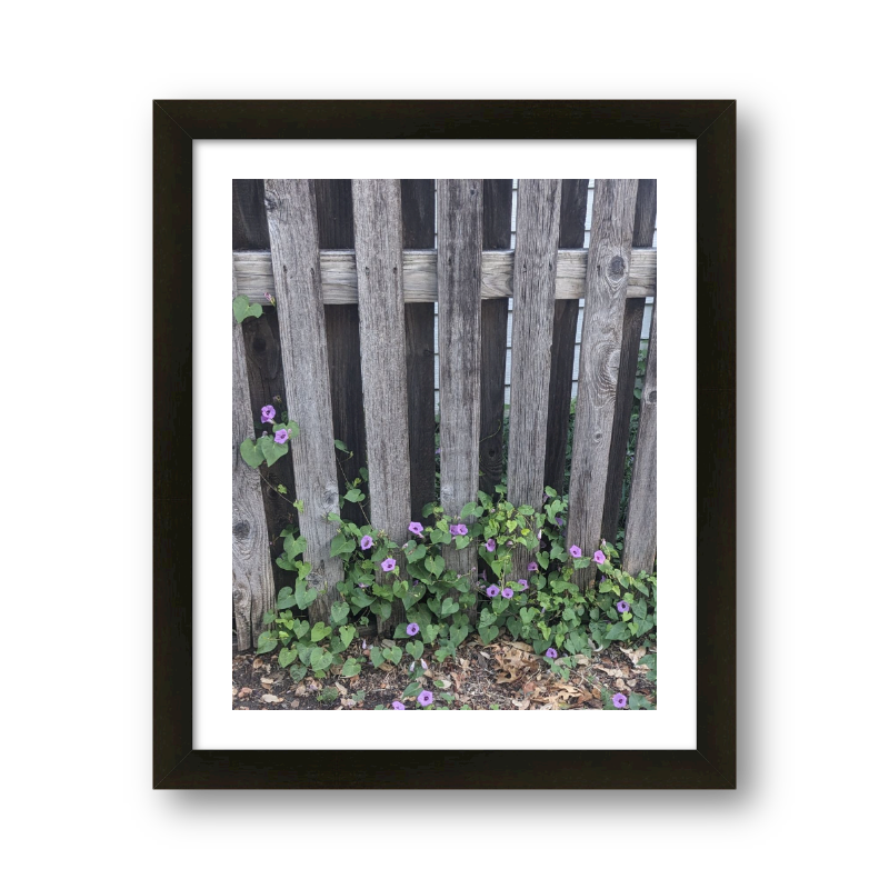 Flowers Through A Fence