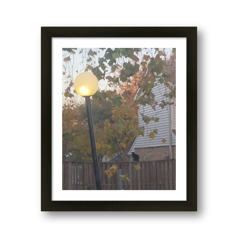 Black Cat In Autumn