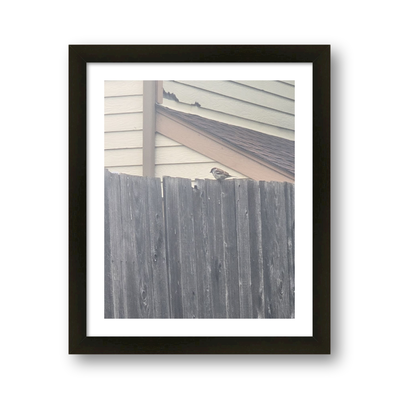 Bird On A Fence