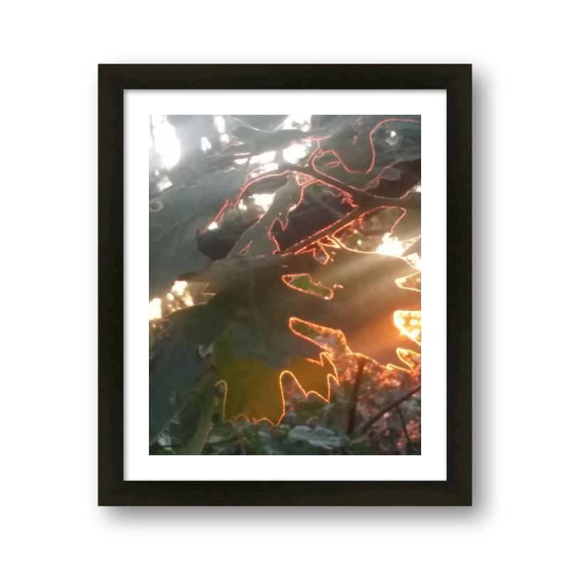 Sunset Through The Leaves
