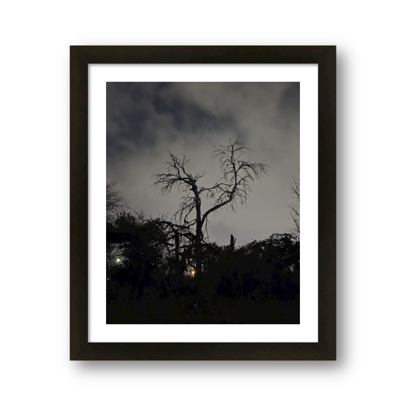 Tree At Night