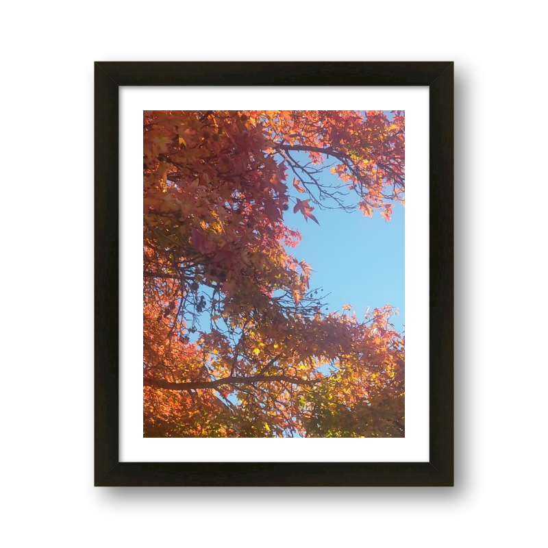Sweetgum Tree In Autumn