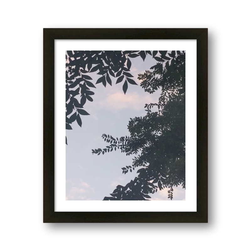 Dawn Through The Leaves