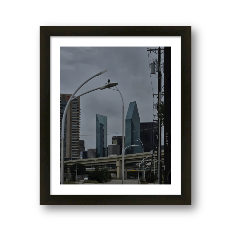 Bird In The City