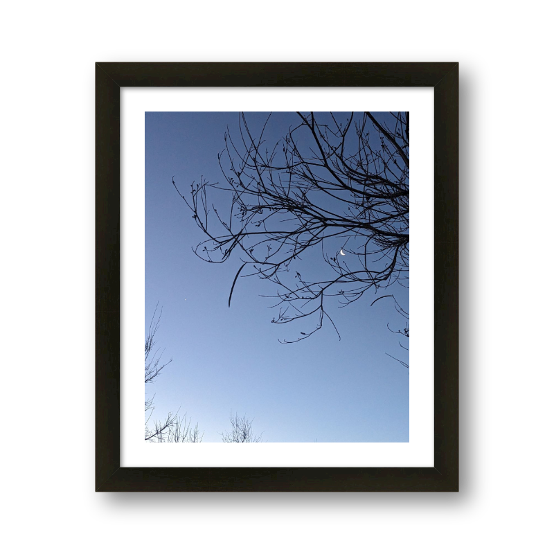 Moon Through The Branches At Dawn
