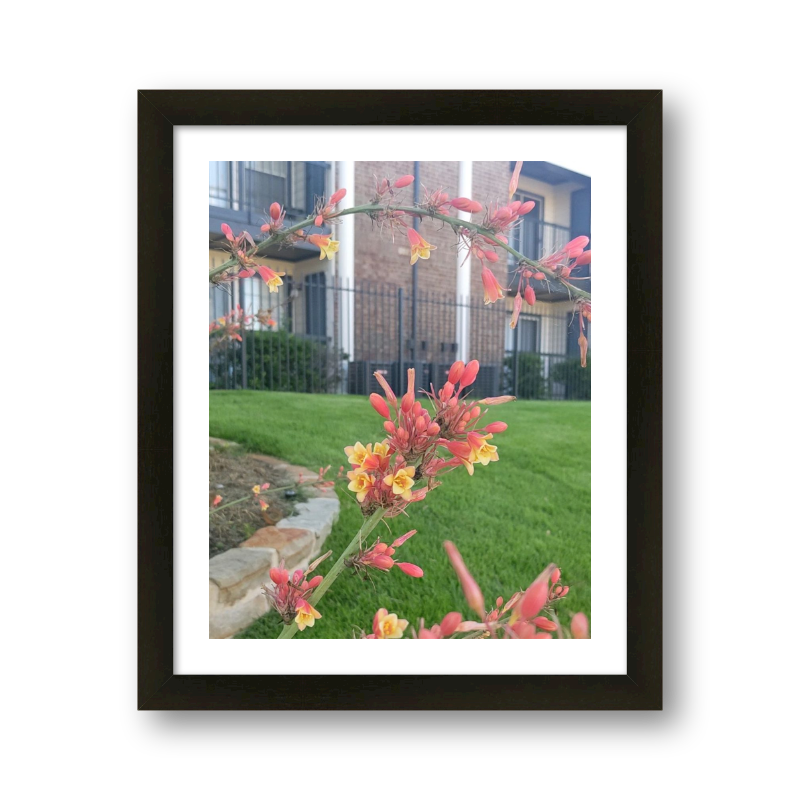 Urban Flowers