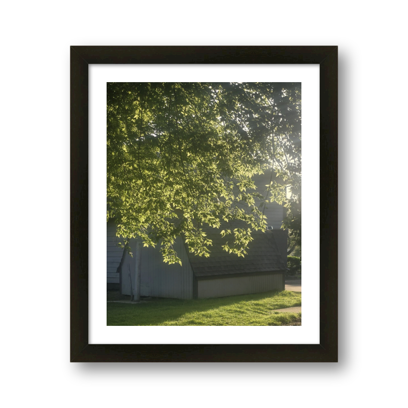 Morning Glow Through A Tree