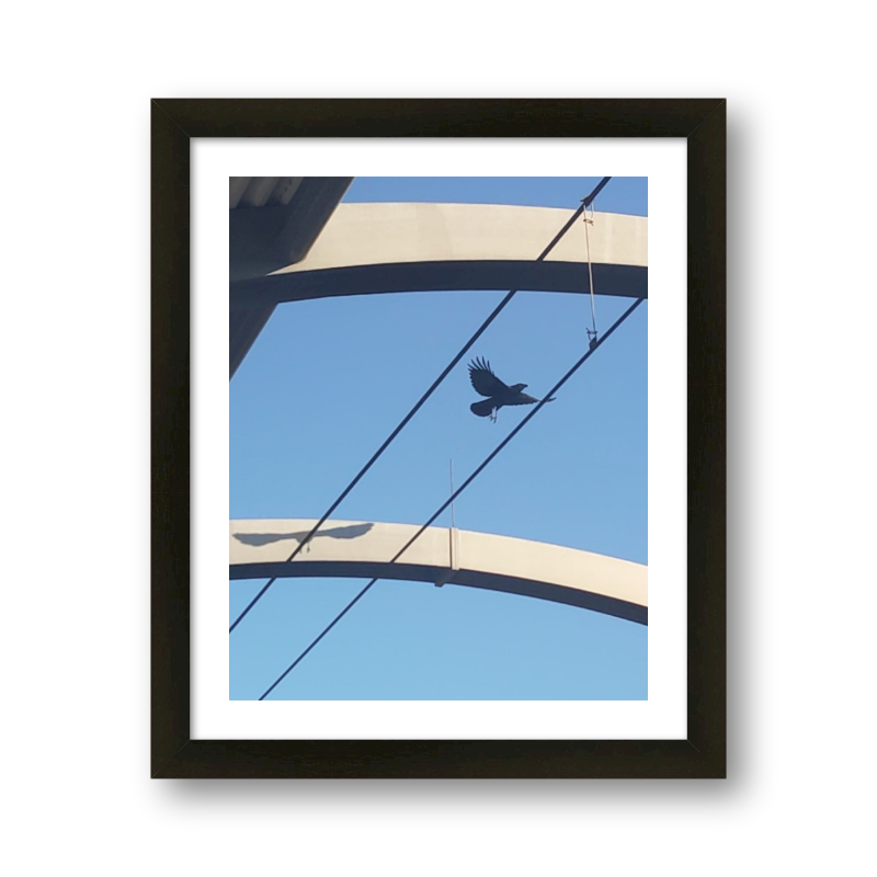 Flight With Shadow