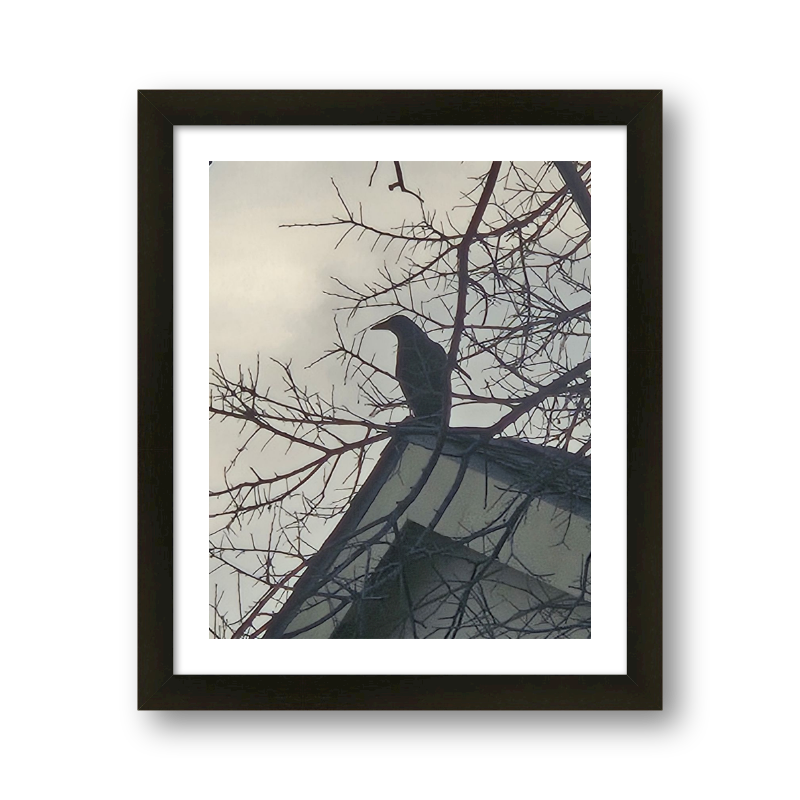 Crow Through The Branches