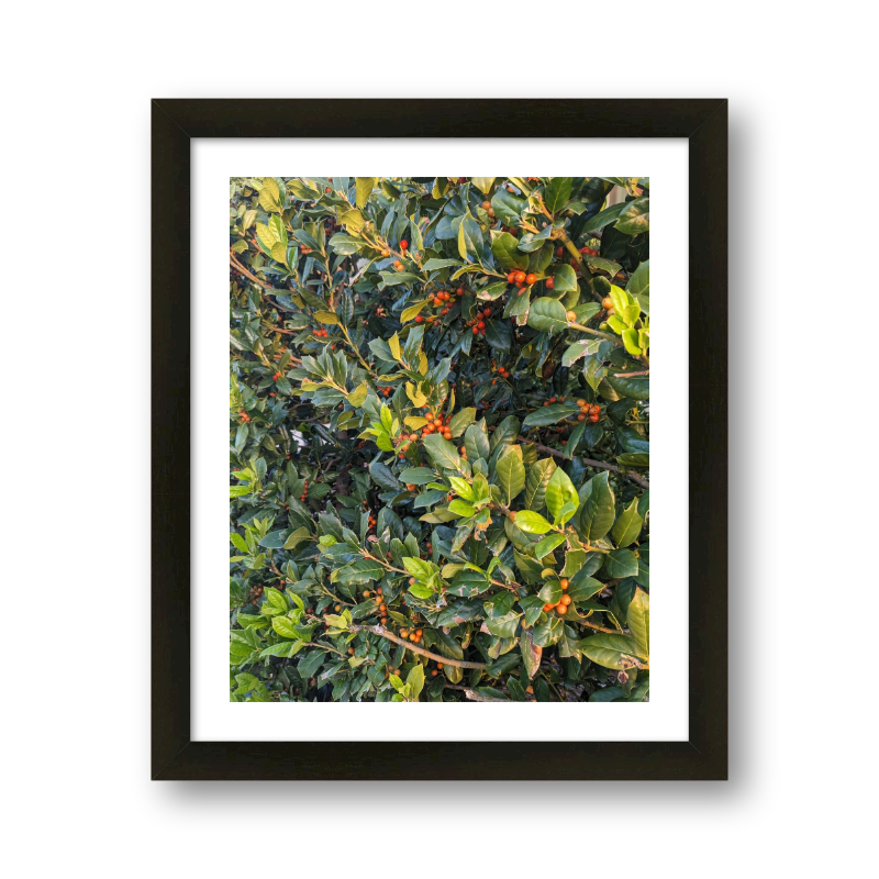 Berries And Leaves