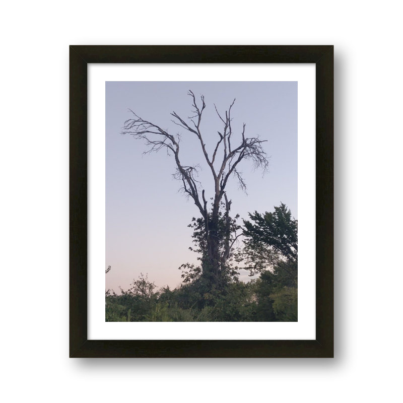 Reclaimed Tree At Dawn