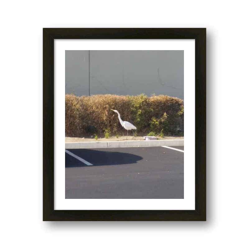 Urban Egret