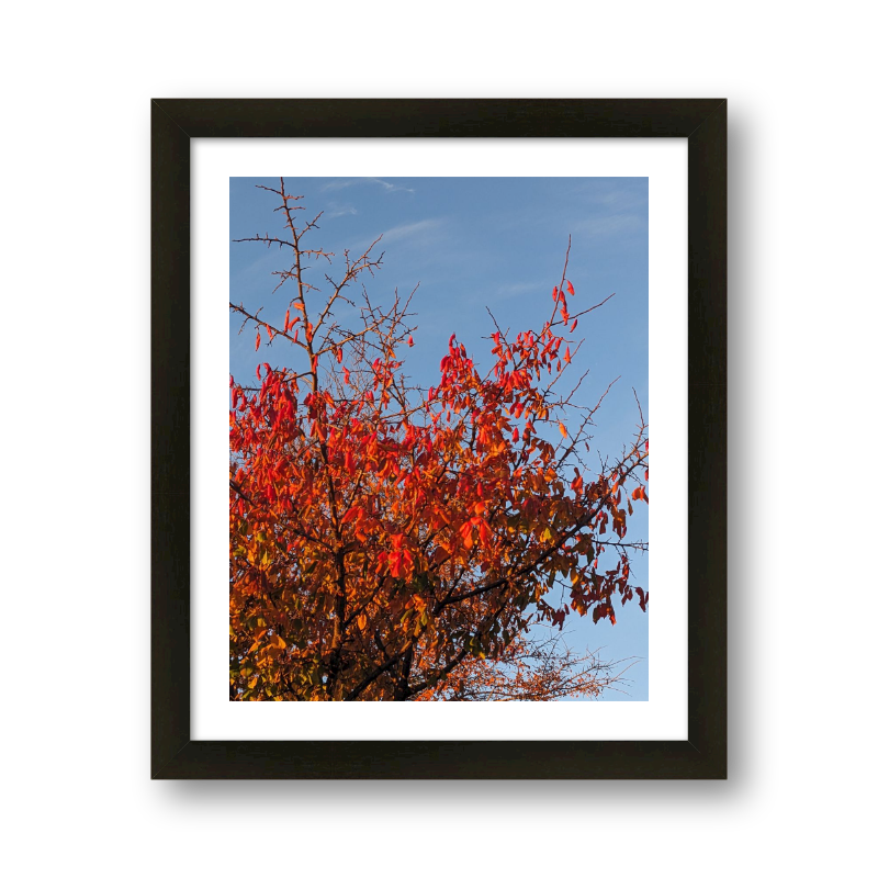 Autumn Tree