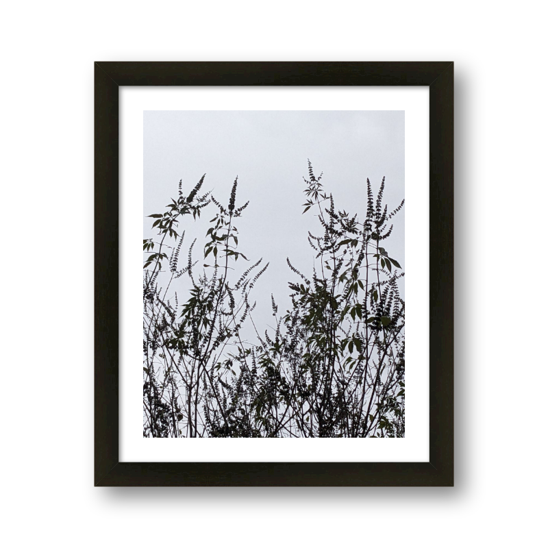 Tree In Overcast