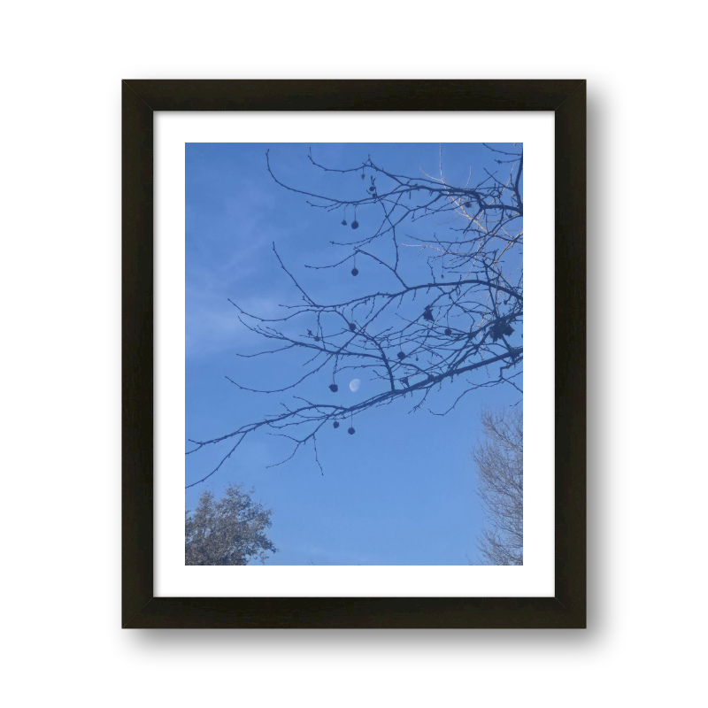 Moon Through The Branches
