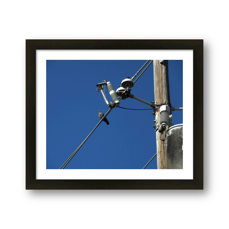 Bird On A Wire #3
