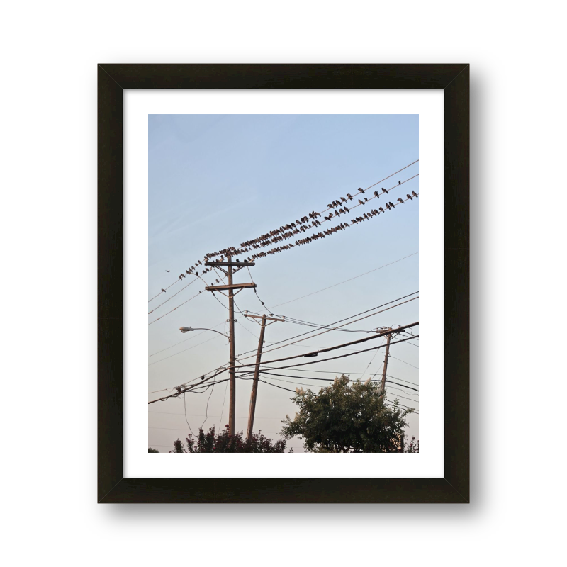 Birds On A Wire #3