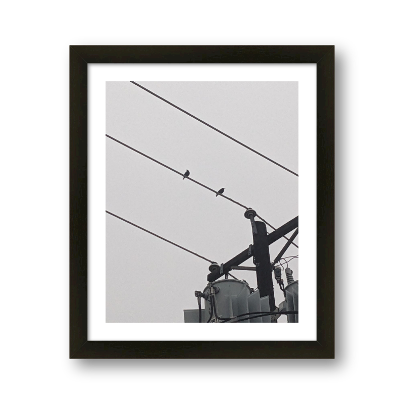 Birds On A Wire #2