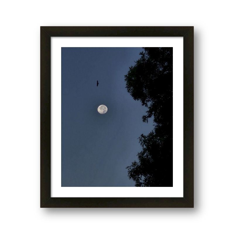 Bird Over The Moon