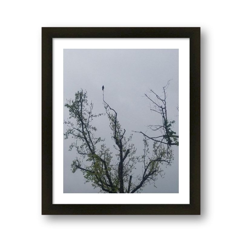 Bird On A Tree In Gloom