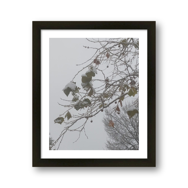Snow On Leaves